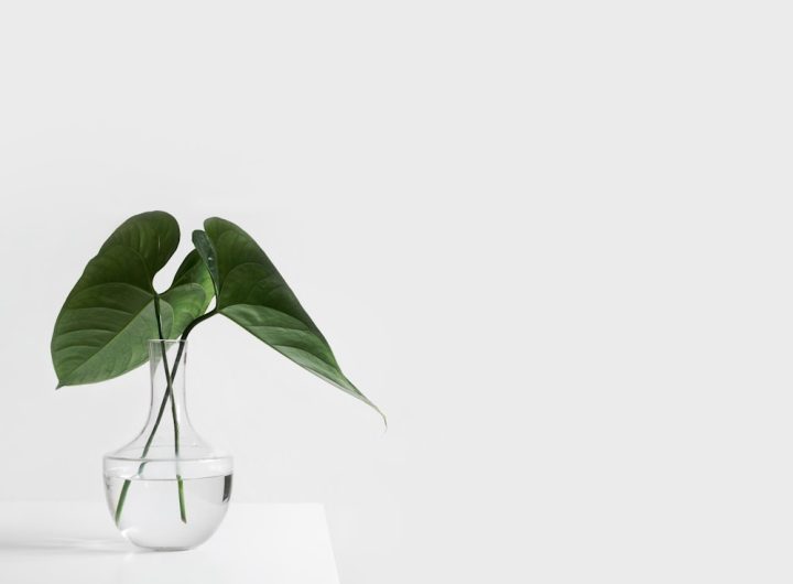 Photo Elegant design