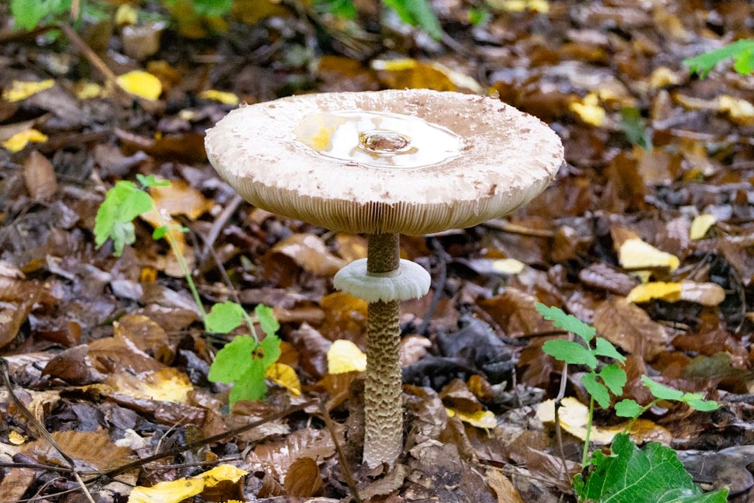 Photo metal mushroom table lamp