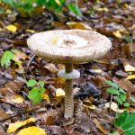 Photo metal mushroom table lamp